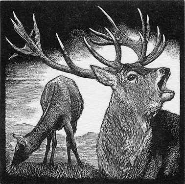 Wood engravings