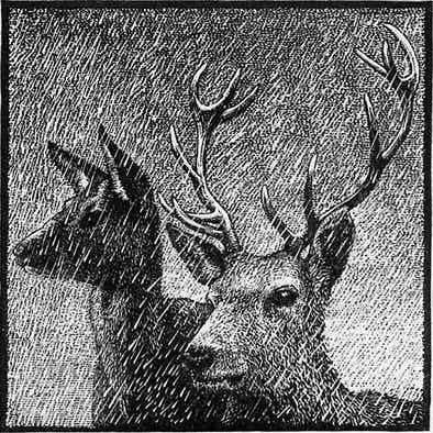 Wood engravings