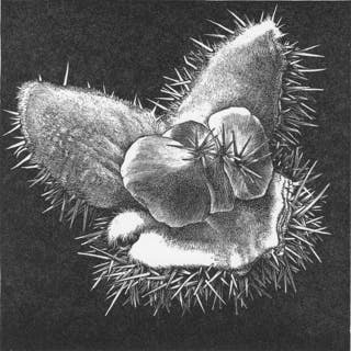 wood engraving