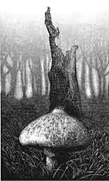 Wood engraving