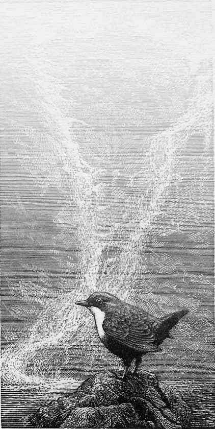 Wood engravings